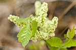 Atlantic poison oak